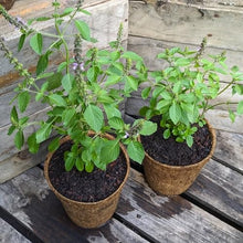 Green Holy Plants (Basil tulsi) for cooks growing their own fresh herbs