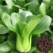 Joi Choi Seeds (Brassica rapa) for colorful blooms in the vegetable patches and home gardens