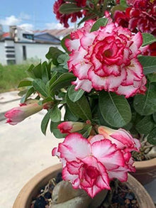 Rare Adenium Obesum Desert Rose Seeds for long-term planting in the yard