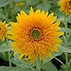 Sunflower Helianthus annuus flower seeds for planting in home garden or open backyard space - for planting in home garden