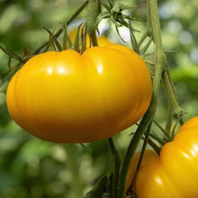 Yellow Giant Stuffer Tomato Seeds (Solanum lycopersicum) for growers stocking the stuffing in garden-grown dishes