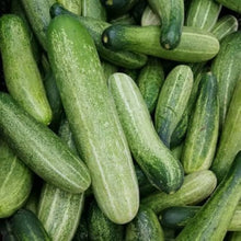 Green Cucumber Seeds for a productive addition to the vegetable patch