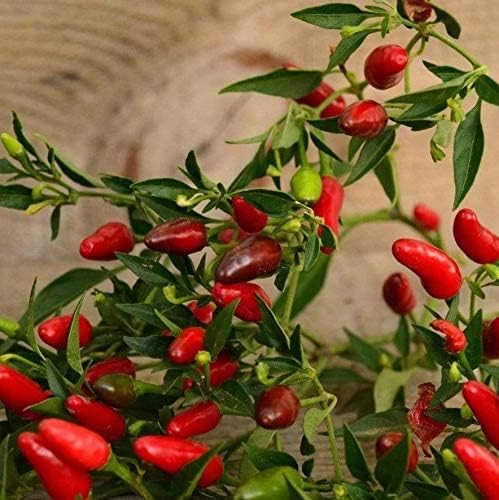 Pepper Pickling for planting in home garden.