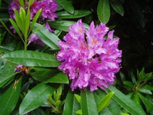 Rhododendron Carolinianum Seeds (Rhododendron carolinianum) for a bright addition to the shaded garden and ornamental planting