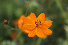 Aster Callistephus Chinensis Seeds for reliable seasonal color
