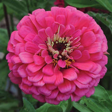 Rose Zinnia Seeds for growers filling out the Stunning Garden & Balcony Planting