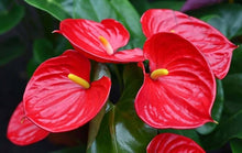 Anthurium Anthurium Andraeanum Rare Seeds for growers filling out the Potted Balcony Indoor Decor