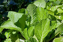Mustard Plants for a productive addition to the vegetable patch