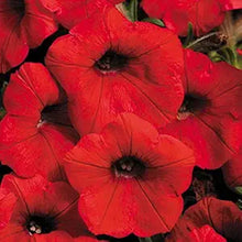 Double Wave Red Petunia Seeds for gardeners building out beds and borders