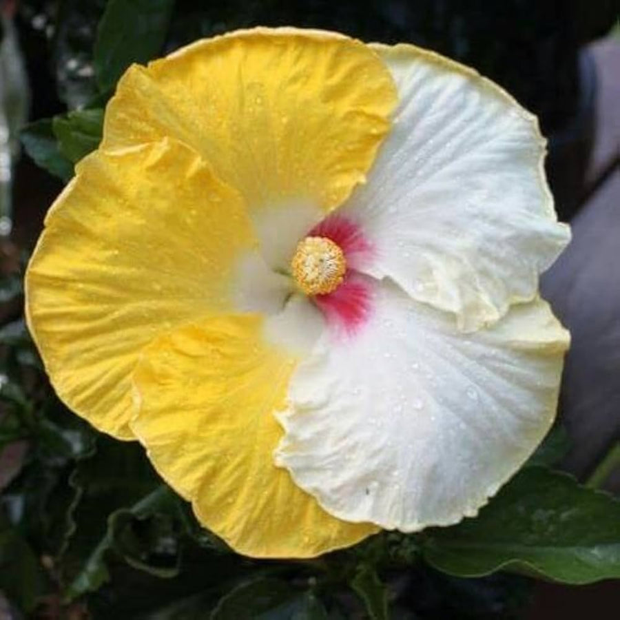 Hibiscus Hibiscus Rosa-Sinensis Rare Yellow White Flower Seeds for Planting – Great for Unique Garden Displays