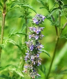 Japanese Catnip Herb Seeds for growers seeking a long-blooming display