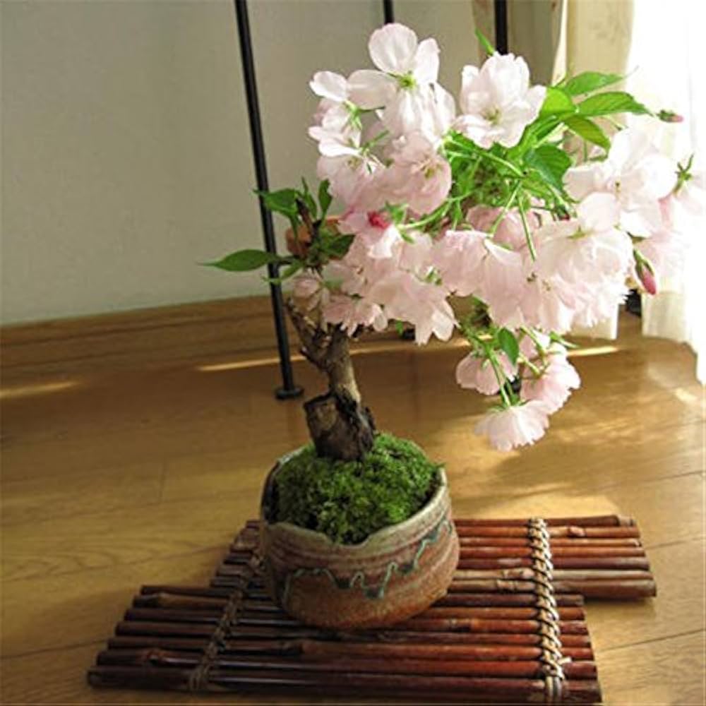 Dwarf Sakura Prunus serrulata cherry blossom tree seeds for small home garden planting - for planting in home garden