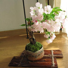 Dwarf Sakura Prunus serrulata cherry blossom tree seeds for small home garden planting - for planting in home garden