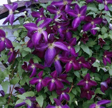 Plant Seeds (Clematis ligusticifolia) for fast cover along a fence or wall