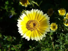 Layia Platygossa ‘Tidy Tips’ Seeds for growers filling out the DIY Garden