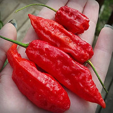 Bih Jolokia Hot Pepper Seeds (Capsicum chinense) for a fresh homegrown crop from the Spicy Garden Planting