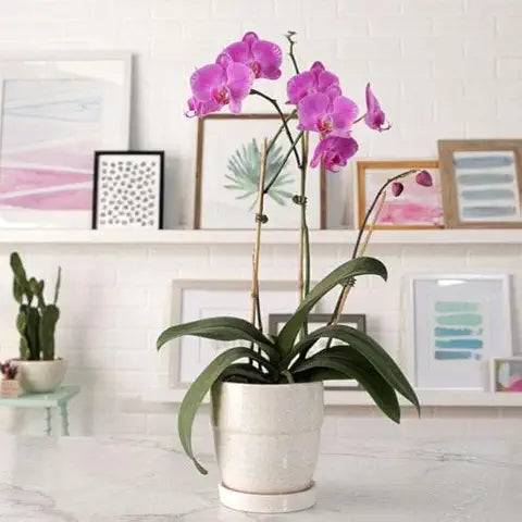 Phalaenopsis Orchid Yellow Miniature Flower - for planting in home garden