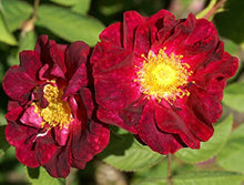 Rugosa Rose for planting