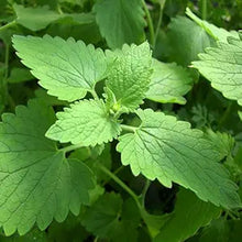 Catnip Plant Seeds (Nepeta cataria) for colorful blooms in the Herb Garden & Urban Garden