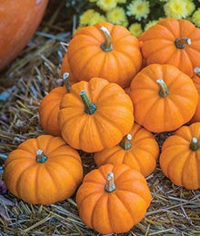 Jack-Be-Little Pumpkin Seeds prized among growers for miniature Pumpkins