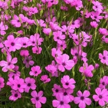 Rose Engel Seeds (Rosa species) for growers filling out the ornamental home garden planting
