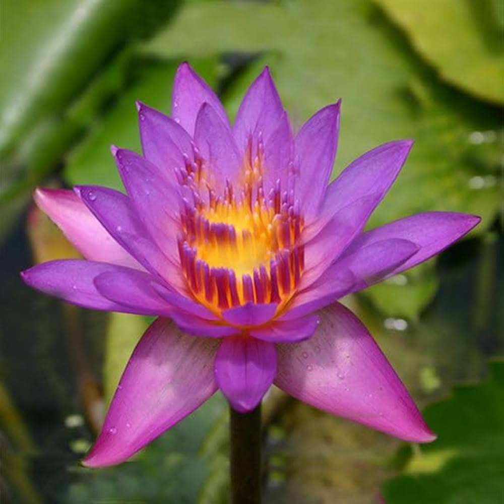 Water Lily Narcissus Nymphaea spp. flower seeds for planting in backyard water gardens - for planting in home garden