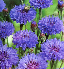 Johnsons Seeds for gardeners building out beds and borders