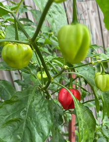Bombero Hot Pepper Seeds (Capsicum annuum) for a reliable harvest in the Home Garden Planting