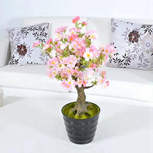 Sakura Cherry Blossom Bonsai Seeds for growers planting the Garden