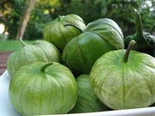 Konditer Tomatillo Seeds known for culinary Use