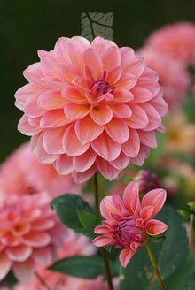 Dahlia Zheltaya Lenta Dahlia Pinnata Seeds for colorful blooms in the Flower Bed & Urban Garden