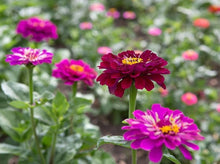 Zinnia Seeds (Zinnia elegans) for a lasting display in the Flower Bed