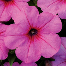 Petunia Petunia Hybrida Wave Hot Pink Neon Rose Seeds for colorful blooms in the Hanging Borders