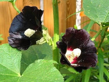 Hollyhock flower Seeds (Alcea rosea) for a bright addition to the cottage gardens or flower beds