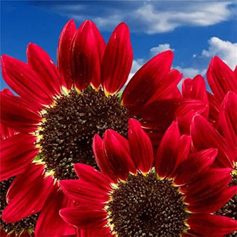Red Sun bright sunflower seeds for blooming