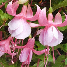 Viola Double Petal Fuchsia Bonsai Seeds for a lasting addition to the landscape