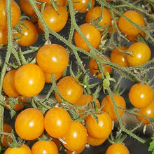 Gold Cherry Tomato Seeds (Solanum lycopersicum) for productive rows in the vegetable garden