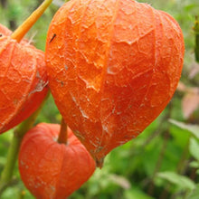 Ground Cherry Seeds (Physalis pruinosa) for growers planting the kitchen garden and edible backyard planting