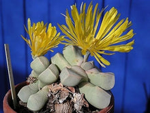 Lapidaria Margaretae Living Stones Seeds for a colorful addition to any planting