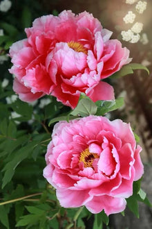Chinese Peony Seeds (Paeonia lactiflora) for growers filling out the Flower Bed & Urban Garden
