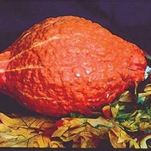 Hubbard Golden Winter Squash Seeds known for rich, Dense Squash