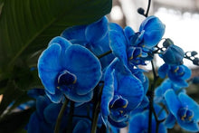 Deep Blue Orchid Perennial Seeds for growers filling out the Balcony & Garden