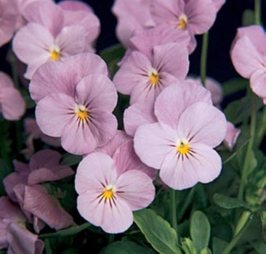 Viola Sorbet â€˜Lilac Iceâ€™ flower seeds â€“ annual blooms with icy lilac tones