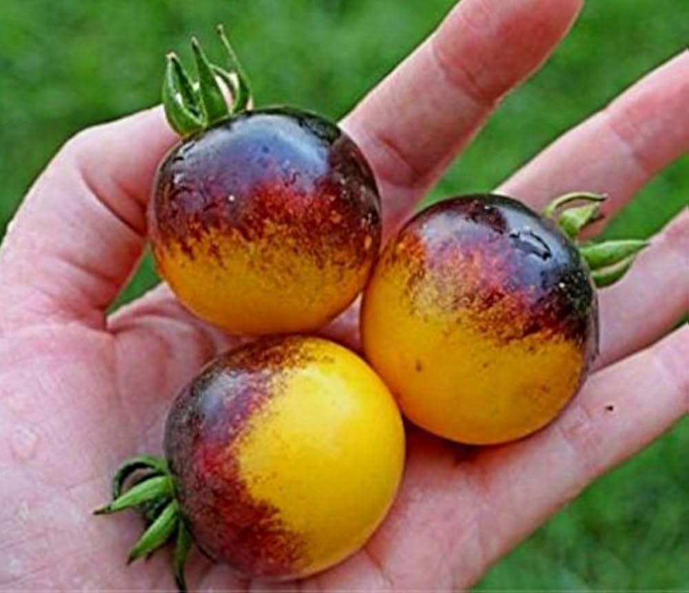 Lecker Bio-Fleischtomate (Tomato) for organic vegetable gardening