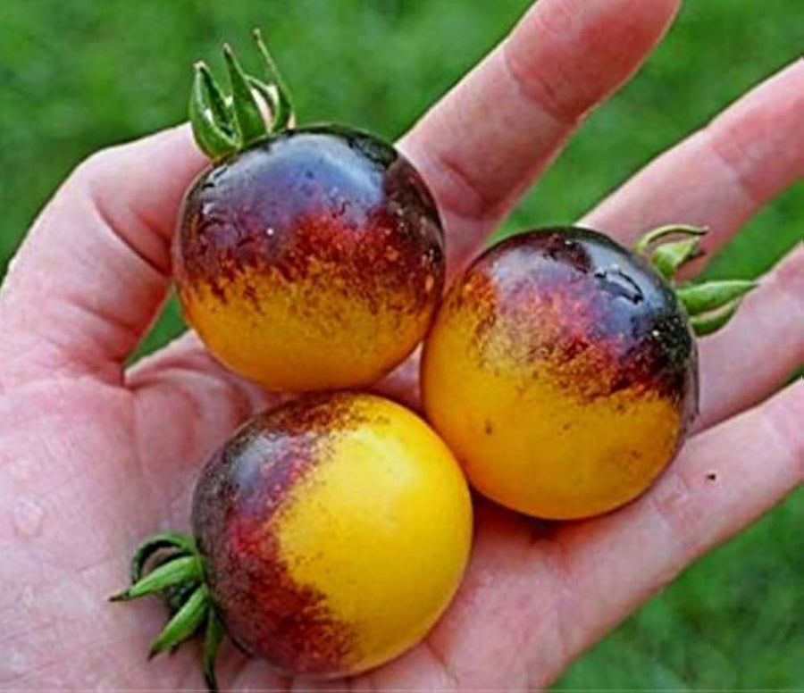 Lecker Bio-Fleischtomate (Tomato) for organic vegetable gardening