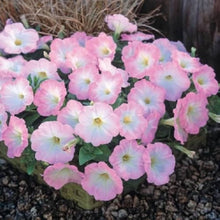 Salmon Dreams Petunia for flower pot and patio planting