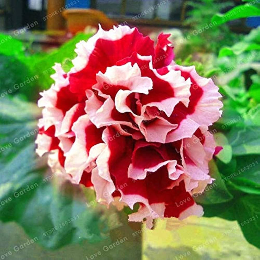 Hibiscus Giant Multicolor Flower - for planting in home garden
