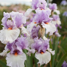 Iris Seeds for a colorful addition to any planting