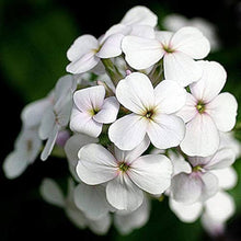 Dame’s Rocket Seeds for a lasting display in the Flower Beds