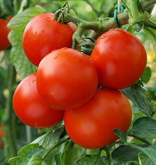 Bio-Fleischtomate Zebra Tomato Seeds for productive rows in the Home Vegetable Patch